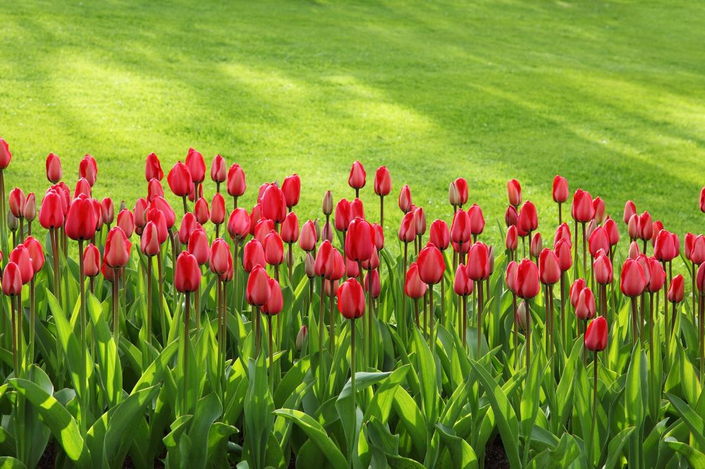Spring Tulips | SPV Soils