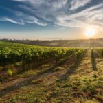 Vineyard | SPV Soils