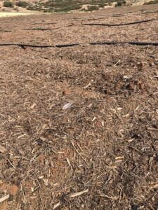 Monkey Hair Mulch Close-up | SPVS