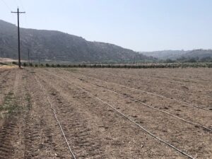 Monkey Hair Mulch Application | SPVS