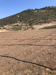 Monkey Hair Mulch Weed Control | SPVS