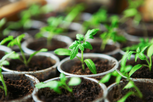 Make a Seed Starter Mix