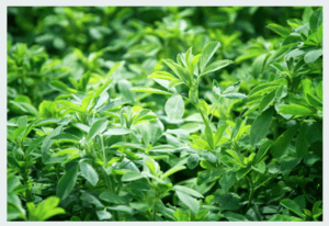 Konyn Dairy Alfalfa | SPVS