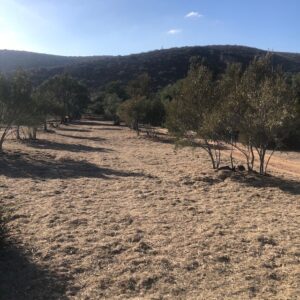 Goodan Ranch Olive Orchard | SPVS
