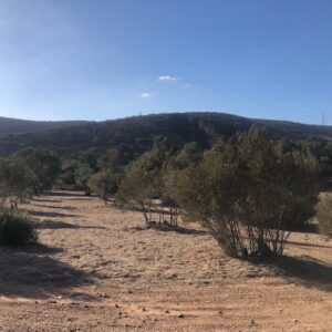 Goodan Ranch Olive Orchard SPVS Monkey Hair Mulch | SPVS