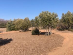 Goodan Ranch Olive Trees SPVS Monkey Hair Mulch | SPVS