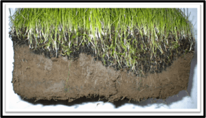 Soil Contact with Fine Compost | SPVSoils