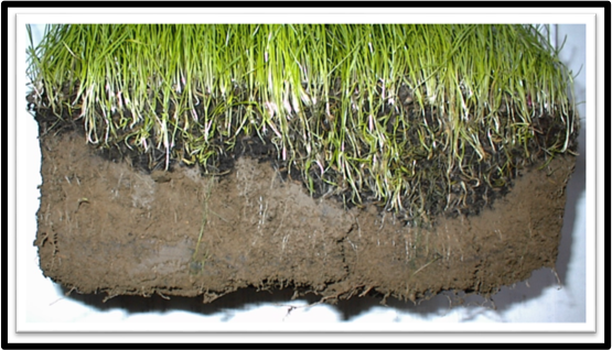 Soil Contact with Fine Compost | SPVSoils