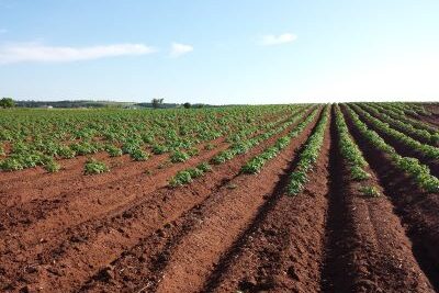 Regenerative Agriculture