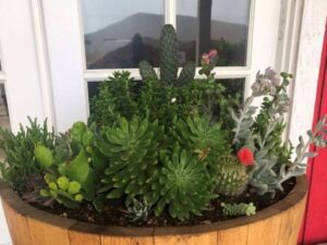 SPVSoils Custom blend Succulent Cactus Soil