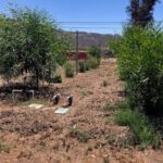 SD Zoo Safari Park Browse Farm with Grower’s Mulch – SPVS office in background | SPV Soils