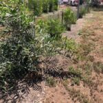 SD Zoo Safari Park Browse Farm with Grower’s Mulch pile – SPVS office and trucks in background | SPV Soils