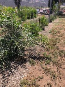 SD Zoo Safari Park Browse Farm with Grower's Mulch pile - SPVS office and trucks in background | SPV Soils
