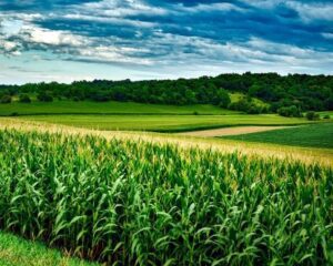 Healthy Soils Farm | SPVSoils