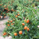 Healthy Soils Orange Orchard | SPVSoils