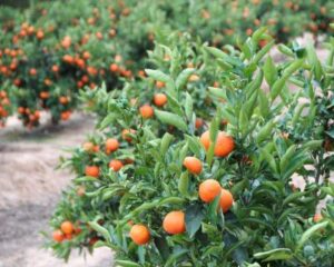 Healthy Soils Orange Orchard | SPVSoils