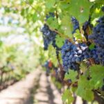 Healthy Soils Vineyard | SPVSoils
