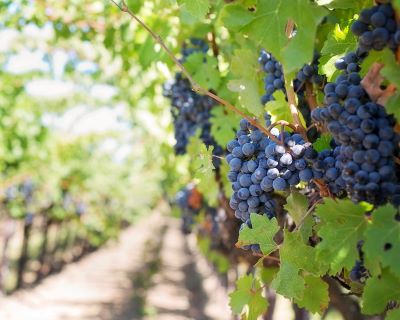 Healthy Soils Vineyard | SPVSoils