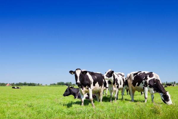 Dairy Farm Support Program | SPV Soils