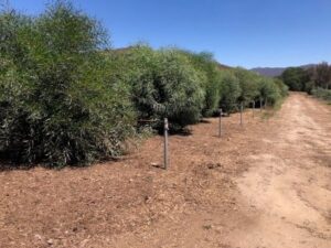 SD Zoo Safari Park Browse Farm with Grower's Mulch | SPV Soils