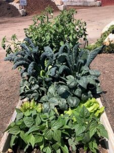 Raised Garden Bed Mix with Supplemental Nitrogen | SPVSoils