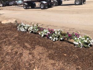 Monkey Hair Mulch alongside flower bed | SPVSoils
