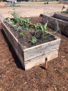 Monkey Hair Mulch around SPVS Demo Raised Garden Box | SPVSoils