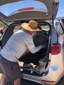 FPGS Attendee loading hatchback with Monkey Hair Mulch | SPVSoils