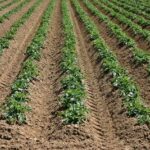 Should you test your soil? | SPV Soils