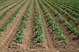 Should you test your soil? | SPV Soils