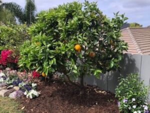 Monkey Hair Landscape Mulch | SPV Soils