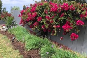 Monkey Hair Landscape Mulch | SPV Soils