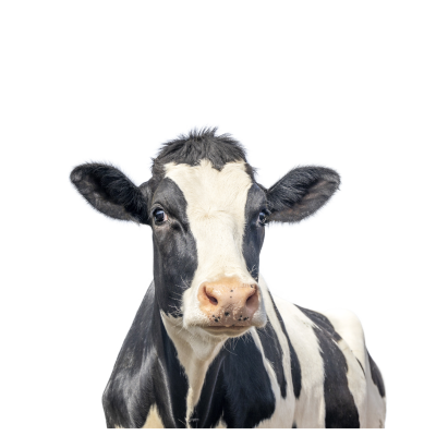 Daisy - Konyn Dairy Cow | SPV Soils