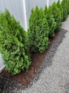 Evergreen border shrubs popping with Monkey Hair Mulch® | SPV Soils
