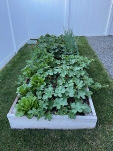 Raised Garden Bed plants thriving with Monkey Hair Mulch® | SPV Soils
