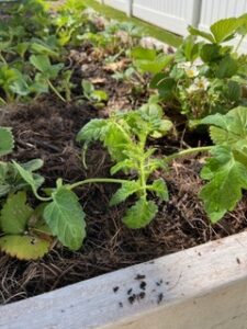 Young vegetable plants thriving with Monkey Hair Mulch® | SPV Soils
