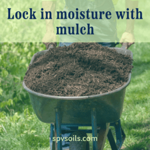 Lock in moisture with mulch | SPV Soils