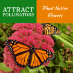 Plant Native Flowers with compost | SPV Soils