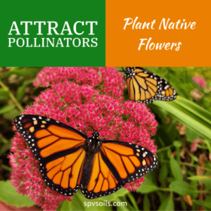 Plant Native Flowers with compost | SPV Soils