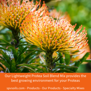 Protea Soil Blend Mix | SPV Soils