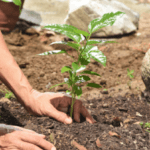 Landscaping for Watershed Pollution Prevention Panel | SPV Soils