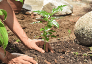 Landscaping for Watershed Pollution Prevention Panel | SPV Soils