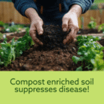 Compost helps prevent disease | SPV Soils
