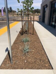 Grower's Mulch looks great in garden beds | San Pasqual Valley Soils