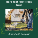 Plant Fruit Trees with Compost | SPV Soils