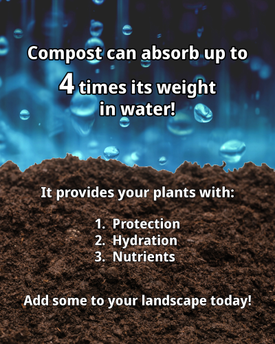 Compost absorbs water | SPV Soils
