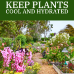 Keep Plants Cool and Hydrated with Mulch | SPV Soils