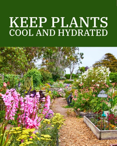 Keep Plants Cool and Hydrated with Mulch | SPV Soils