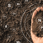 Why you need Nitrogen for our RGB Mix | SPV Soils