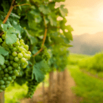 Living Soil Bundle -Vineyards | SPV Soils